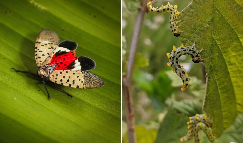Not All Tree Pests Cause The Same Damage. Spotted Lanternflies Are Sap-Feeding Insects That Leave Behind Sticky Honeydew, While Sawfly Larvae Chew Leaves And Can Cause Temporary Defoliation. Correct Identification Helps Determine The Right Response. Adult spotted lanternfly and sawfly larvae feeding on tree leaves in the Hudson Valley.