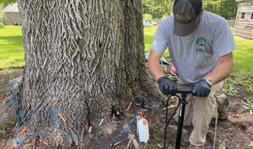 Systemic Trunk Injections Deliver Insecticide Directly Into A Tree's Vascular System To Protect High-Value Trees From Pests Such As Spotted Lanternflies. These Professional Treatments Require Specialized Equipment And A Licensed Applicator. Tree care technician performing a systemic trunk injection treatment on a mature tree as part of a Plant Health Care program.