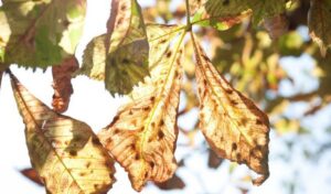 Wilted tree leaves with brown spots and scorched edges showing signs of summer stress or leaf disease in the Hudson Valley.