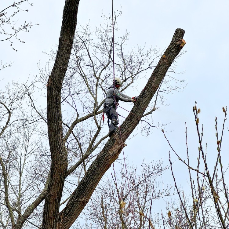Certified arborist secured by harness and rope performing controlled tree removal from elevated position