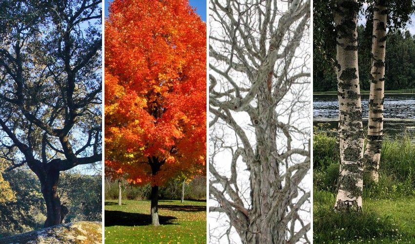 Best Native Trees For Saugerties And The Hudson Valley 1 Black oak, red maple, shagbark hickory, and river birch trees.