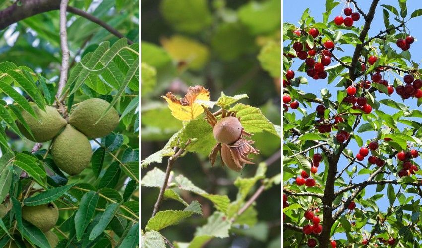 Best Native Trees For Saugerties And The Hudson Valley 2 Black walnuts, American hazelnuts, and black cherries growing on native trees.