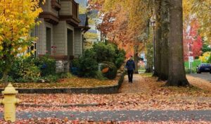 Mature trees with fall foliage along a residential street in the Hudson Valley.