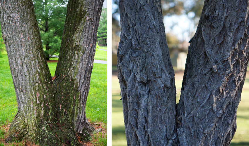 Codominant Stems And Cracked Unions Are Common Reasons An Arborist May Recommend Cabling Or Bracing. Close view of two codominant stems meeting at a weak, cracked union that may need tree bracing.