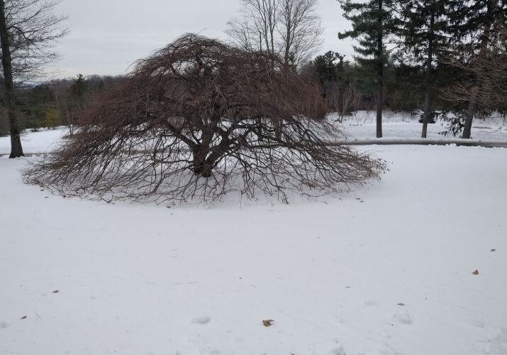 Hill-Treekeepers-blog-winter-ornamental-pruning