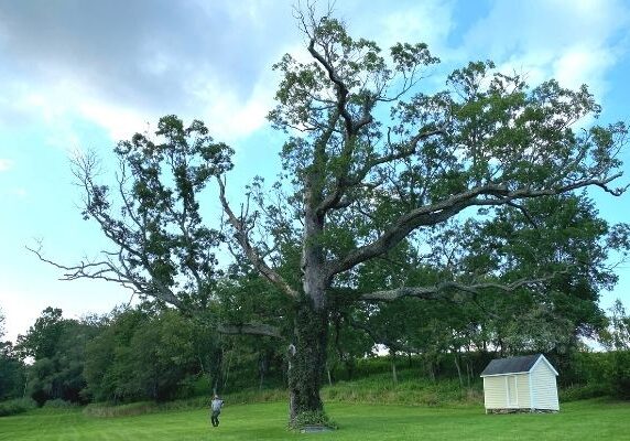 Hill-Treekeepers-historic-tree