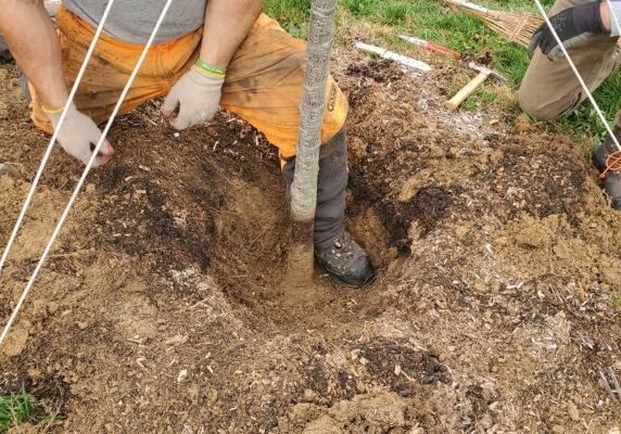 Exposing the trunk flare on a fruit tree that had been planted too deep.
