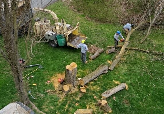 Hill-Treekeepers-removal-crew-working